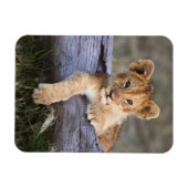 Niedliche Kleintiere | Niedliche Löwengräber Magnet (Horizontal)