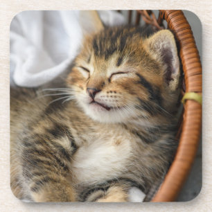 Niedliche Kleintiere   Niedlicher Tabby Cat Sleepi Getränkeuntersetzer