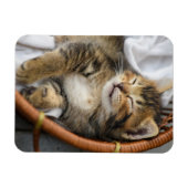 Niedliche Kleintiere | Niedlicher Tabby Cat Sleepi Magnet (Horizontal)