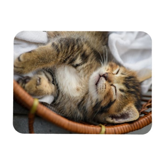 Niedliche Kleintiere | Niedlicher Tabby Cat Sleepi Magnet (Horizontal)