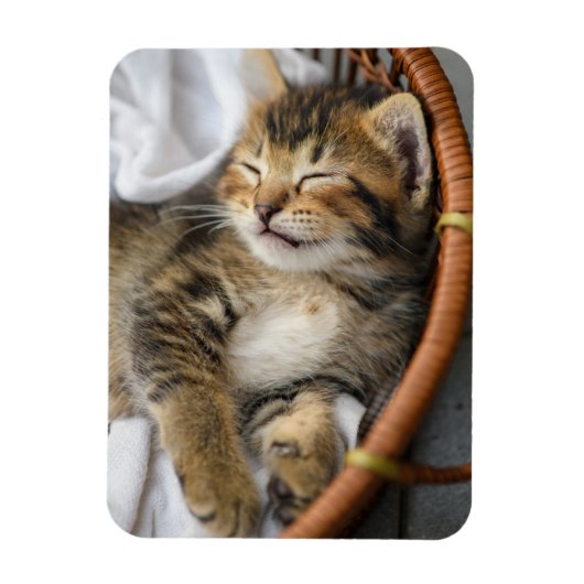 Niedliche Kleintiere | Niedlicher Tabby Cat Sleepi Magnet (Vertikal)