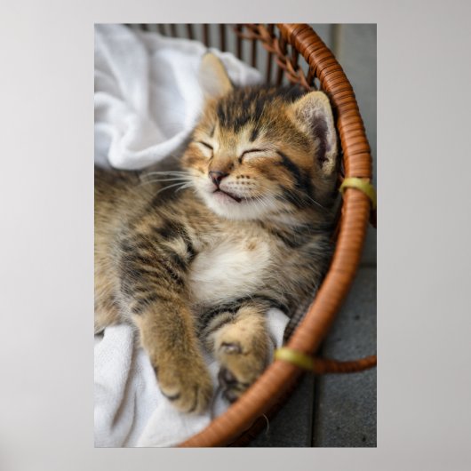 Niedliche Kleintiere | Niedlicher Tabby Cat Sleepi Poster (Vorne)