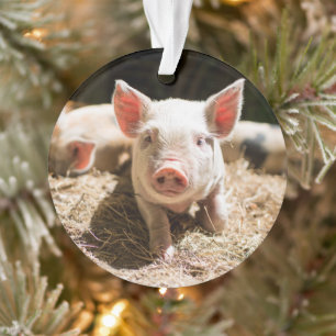 Niedliche Kleintiere   Niedliches Baby Ornament