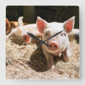 Niedliche Kleintiere | Niedliches Baby Quadratische Wanduhr (Vorderseite)