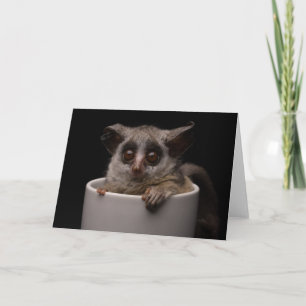 Niedliche Kleintiere   Niedliches Bushbaby Karte