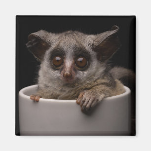 Niedliche Kleintiere Niedliches Bushbaby Magnet
