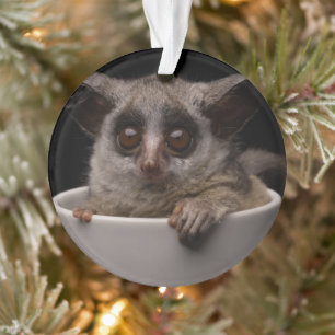 Niedliche Kleintiere   Niedliches Bushbaby Ornament