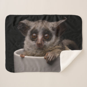 Niedliche Kleintiere   Niedliches Bushbaby Sherpadecke