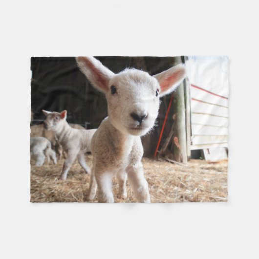 Niedliche Kleintiere | Niedliches Lamm in einem la Fleecedecke (Vorderseite (Horizontal))