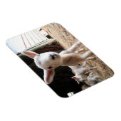 Niedliche Kleintiere | Niedliches Lamm in einem la Magnet (Rechte Seite)