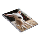 Niedliche Kleintiere | Niedliches Lamm in einem la Notizblock (Rechte Seite)