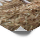 Niedliche Kleintiere | Niedliches Lamm in einem la Poster (Ecke)