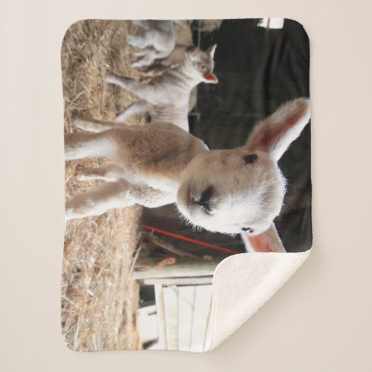 Niedliche Kleintiere | Niedliches Lamm in einem la Sherpadecke (Vorderseite)