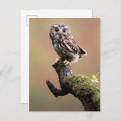 Niedliche Kleintiere | Nördliches Sägemehl Postkarte (Vorne/Hinten)