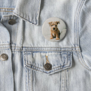 Niedliche Kleintiere   Norfolk Terrier Puppy Button