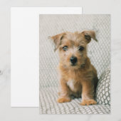 Niedliche Kleintiere | Norfolk Terrier Puppy Dankeskarte (Vorne/Hinten)