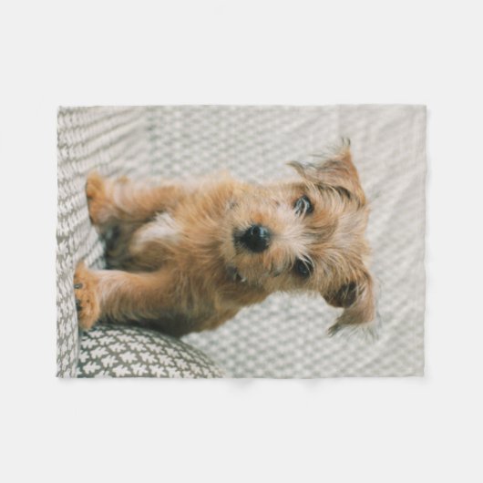Niedliche Kleintiere | Norfolk Terrier Puppy Fleecedecke (Vorderseite (Horizontal))