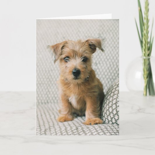 Niedliche Kleintiere | Norfolk Terrier Puppy Karte (Vorderseite)