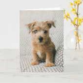 Niedliche Kleintiere | Norfolk Terrier Puppy Karte (Gelbe Blume)