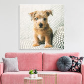 Niedliche Kleintiere | Norfolk Terrier Puppy Leinwanddruck (Insitu (Wohnzimmer))