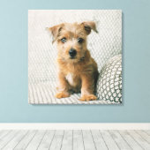Niedliche Kleintiere | Norfolk Terrier Puppy Leinwanddruck (Insitu (Holzboden))