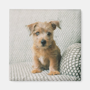 Niedliche Kleintiere   Norfolk Terrier Puppy Magnet