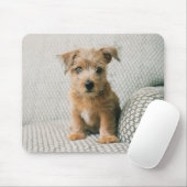 Niedliche Kleintiere | Norfolk Terrier Puppy Mousepad (Mit Mouse)