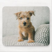 Niedliche Kleintiere | Norfolk Terrier Puppy Mousepad (Vorne)