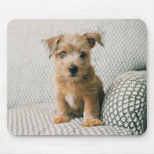 Niedliche Kleintiere | Norfolk Terrier Puppy Mousepad (Vorne)