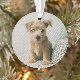 Niedliche Kleintiere   Norfolk Terrier Puppy Ornament
