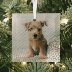 Niedliche Kleintiere Norfolk Terrier Puppy Ornament Aus Glas