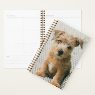 Niedliche Kleintiere   Norfolk Terrier Puppy Planer
