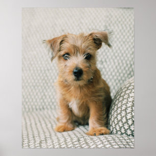 Niedliche Kleintiere   Norfolk Terrier Puppy Poster