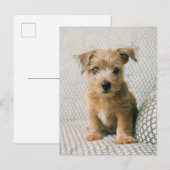 Niedliche Kleintiere | Norfolk Terrier Puppy Postkarte (Vorne/Hinten)