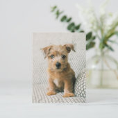 Niedliche Kleintiere | Norfolk Terrier Puppy Postkarte (Stehend Vorderseite)