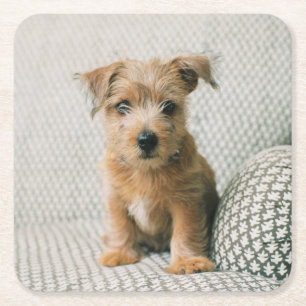 Niedliche Kleintiere   Norfolk Terrier Puppy Rechteckiger Pappuntersetzer