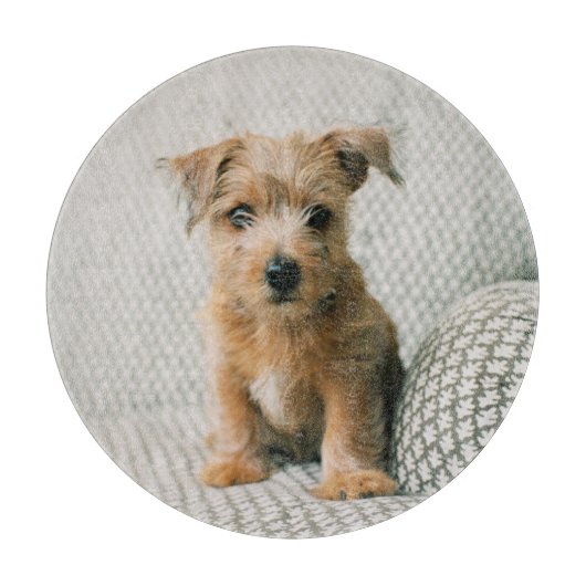 Niedliche Kleintiere | Norfolk Terrier Puppy Schneidebrett (Vorderseite)