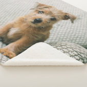 Niedliche Kleintiere | Norfolk Terrier Puppy Sherpadecke (3/4)
