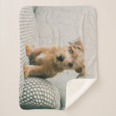 Niedliche Kleintiere | Norfolk Terrier Puppy Sherpadecke (Vorderseite)