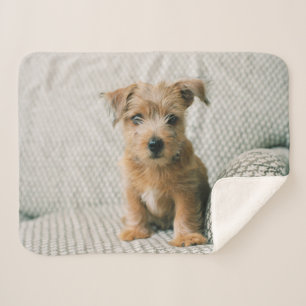 Niedliche Kleintiere   Norfolk Terrier Puppy Sherpadecke