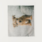 Niedliche Kleintiere | Norfolk Terrier Puppy Wandteppich (Vorderseite)