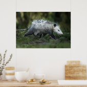 Niedliche Kleintiere | Opossum-Mama und Kinder Poster (Küche)