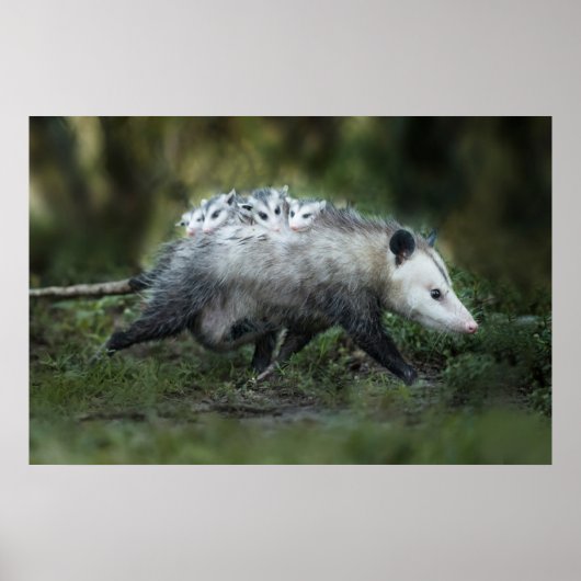 Niedliche Kleintiere | Opossum-Mama und Kinder Poster (Vorne)