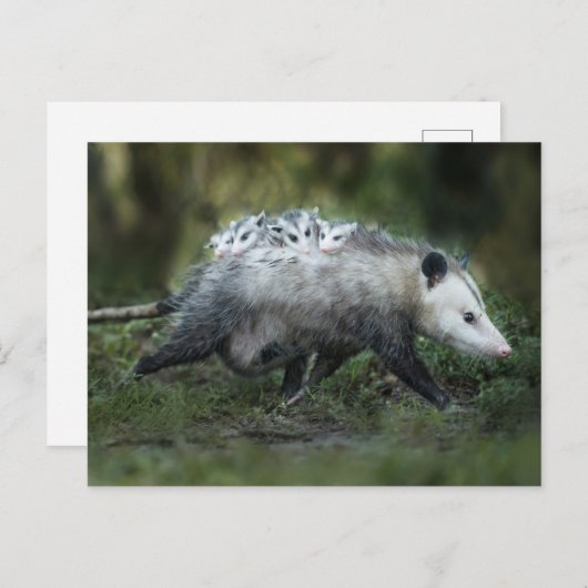 Niedliche Kleintiere | Opossum-Mama und Kinder Postkarte (Vorne/Hinten)