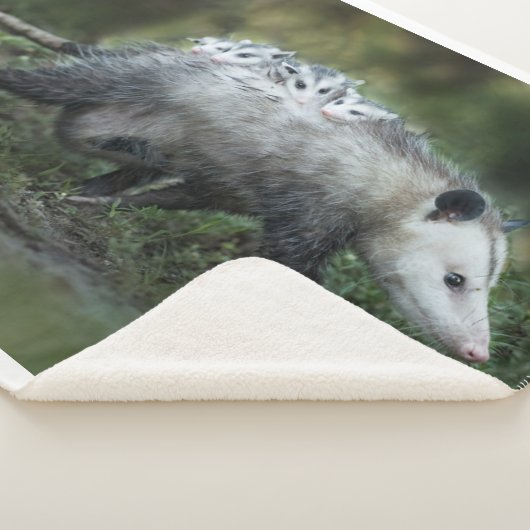 Niedliche Kleintiere | Opossum-Mama und Kinder Sherpadecke (3/4)
