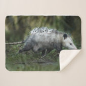 Niedliche Kleintiere | Opossum-Mama und Kinder Sherpadecke (Vorderseite (Horizontal))