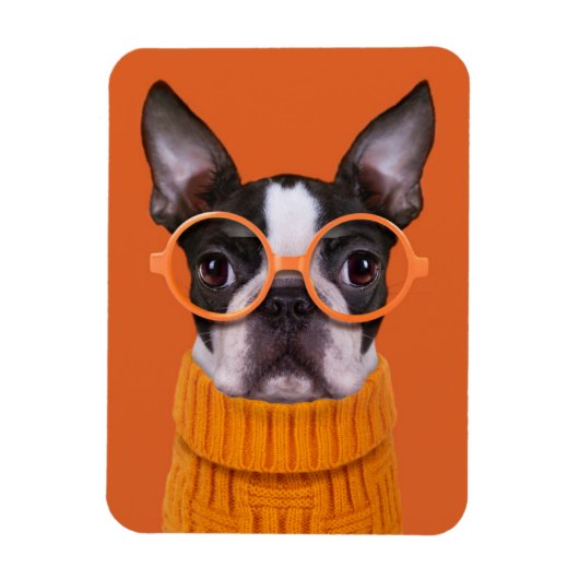 Niedliche Kleintiere | Orange Boston Terrier Magnet (Vertikal)
