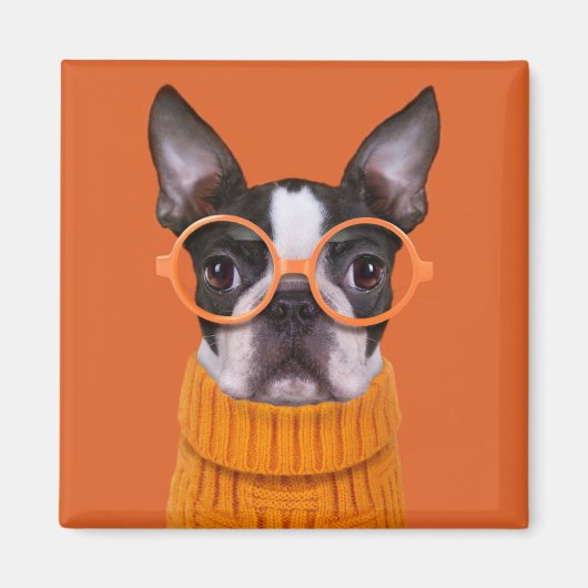 Niedliche Kleintiere | Orange Boston Terrier Magnet (Vorne)