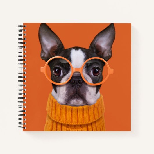 Niedliche Kleintiere | Orange Boston Terrier Notizblock (Vorderseite)