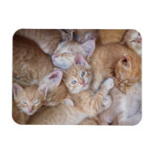 Niedliche Kleintiere | Orange Kitten Pile Magnet (Horizontal)